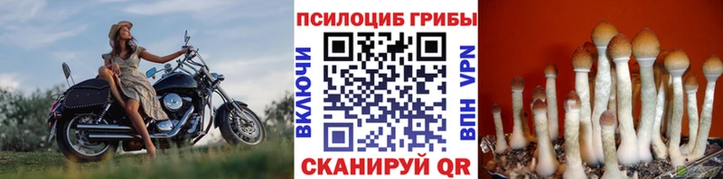 Купить закладки  Вельск  Галлюциногенные грибы Psilocybe 